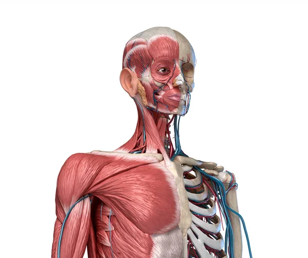 Anatomía Humana Esqueleto Del Torso Con Músculos Venas Arterias Vista —  Fotos de Stock