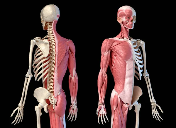 Anatomía Masculina Humana Sistemas Musculares Esqueléticos Figuras Vistas Retrospectivas Frontales — Foto de Stock