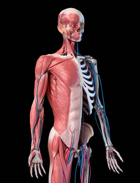 Human Anatomy Body Skeletal Muscular Cardiovascular Systems Perspective View Front — Stock Photo, Image