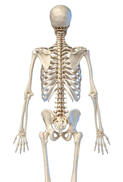 人体解剖学 4骨骼系统 后视图 在白色背景上 — 图库照片