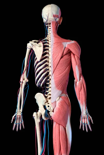 Human Anatomy Body Skeletal Muscular Cardiovascular Systems Back View Black — Stock Photo, Image