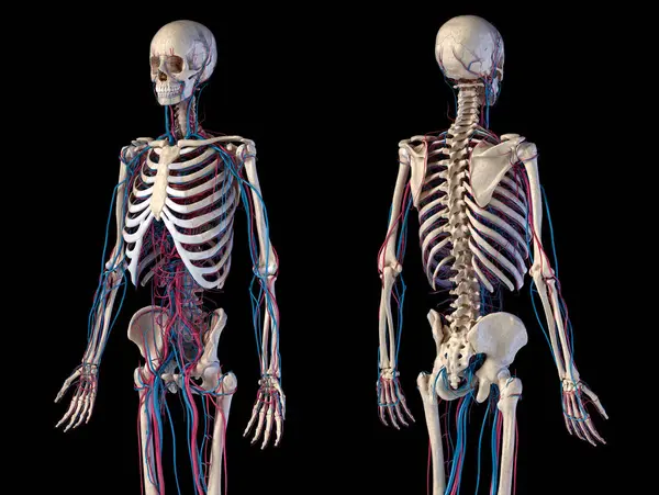 Nsan Vücut Anatomisi Skelet Kardiyovasküler Sistemlerin Illüstrasyon Arka Perspektif Görünümleri — Stok fotoğraf