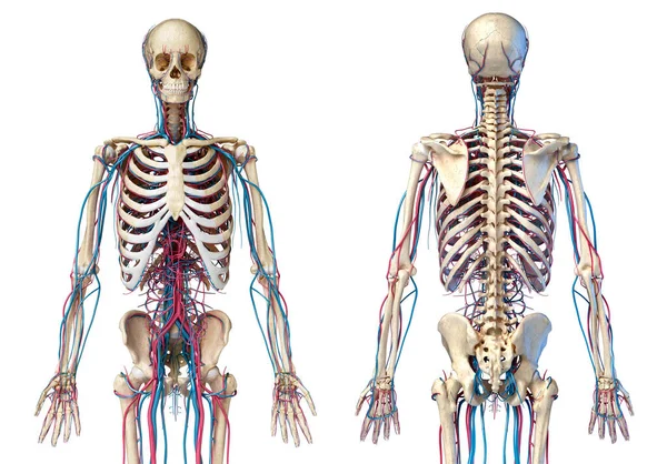 Anatomía Del Cuerpo Humano Ilustración Sistemas Esquelético Cardiovascular Vista Desde —  Fotos de Stock