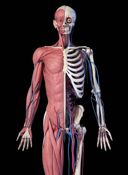 Menselijke Anatomie Lichaam Skelet Gespierde Cardiovasculaire Systemen Vooraanzicht Zwarte Achtergrond — Stockfoto