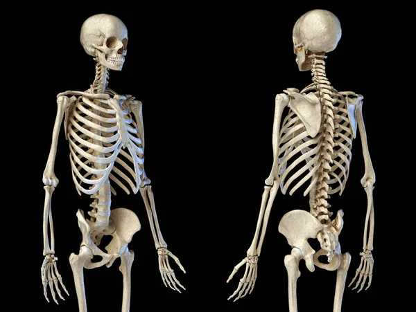 Anatomía Humana Cuerpo Esqueleto Masculino Perspectiva Vista Frontal Trasera Sobre —  Fotos de Stock