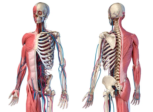 Human Anatomy Body Skeletal Muscular Cardiovascular Systems Perspective Front Back — Stock Photo, Image