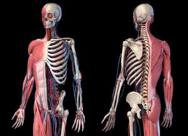 Human Anatomy Body Skeletal Muscular Cardiovascular Systems Perspective Front Back — Stock Photo, Image