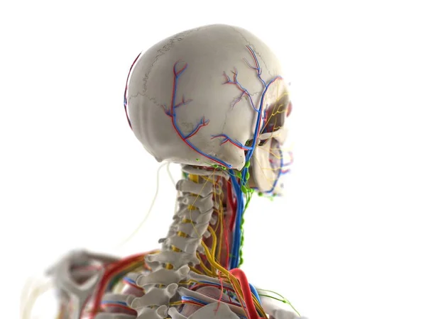 Anatomia Cabeça Ilustração Computacional — Fotografia de Stock