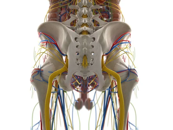 Pelvic Anatomy Computer Illustration — Stock Photo, Image