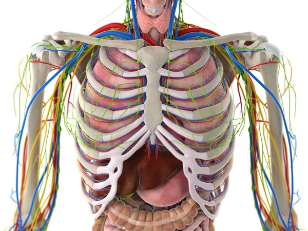 Thorax Anatomy Computer Illustration — Stock Photo, Image