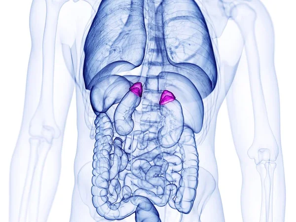 Adrenal Glands Computer Illustration — Stock Photo, Image