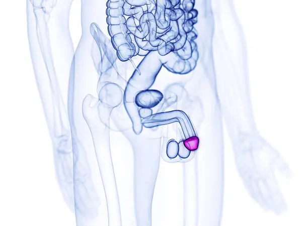 Glans Penis Computer Illustration — 스톡 사진