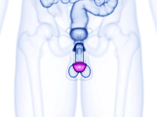 Glans Penis Computer Illustration — 图库照片