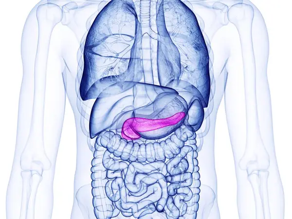 Mänsklig Bukspottkörtel Dator Illustration — Stockfoto