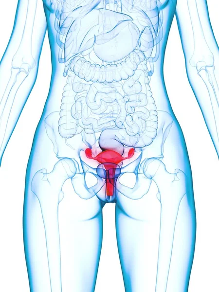 Ziekte Baarmoeder Computer Illustratie — Stockfoto