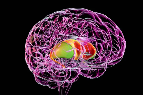 Dorsal Striatum Brain Illustration Nucleus Basal Ganglia Consists Caudate Nucleus — Stock Photo, Image