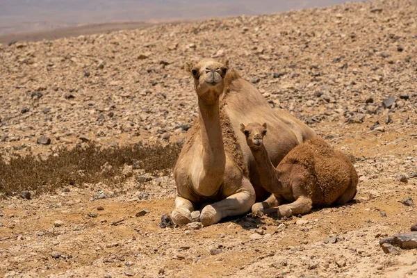 Samice Młodociane Dromedary Czyli Arabskie Wielbłądy Camelus Dromedarius Spacerujące Pustyni — Zdjęcie stockowe