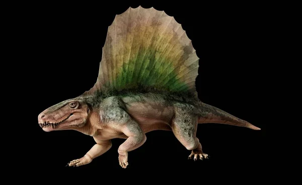 早期的类哺乳动物爬行动物的艺术品 度量衡 这种动物常被误认为恐龙 是突触动物 在最早的恐龙出现前四千万年就灭绝了 它生活在2 95到2 72亿年前 在二叠纪早期 — 图库照片