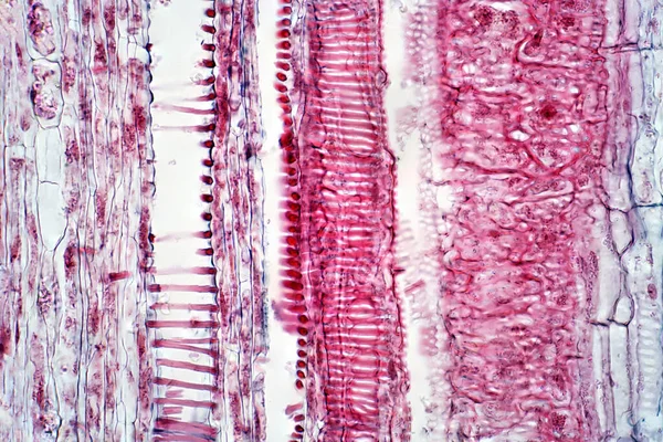 植物维管束组织纵向切片的光学显微图 — 图库照片