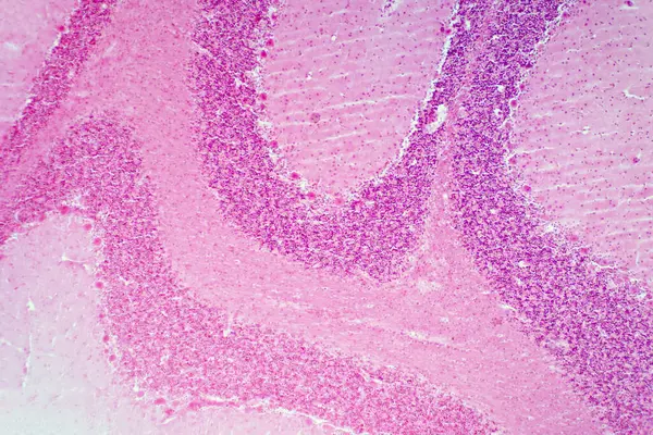 Cerebellum Tissue Light Micrograph Haematoxylin Eosin Stain — Stock Photo, Image