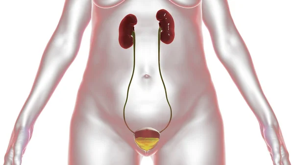 女性膀胱一半充满尿液 — 图库照片