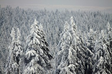 Kış doğa gökyüzü kar manzara ağaçlar