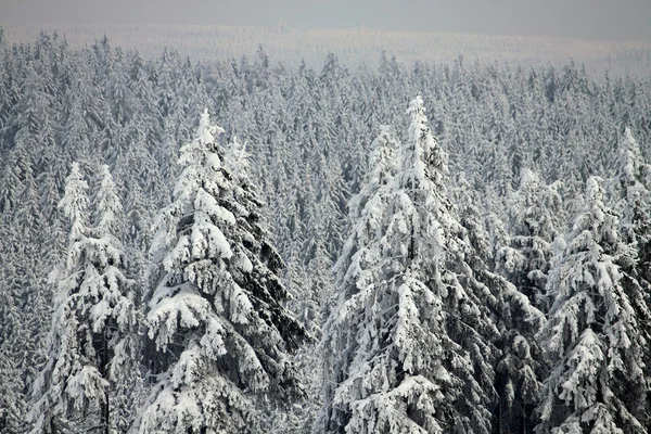 Inverno natureza neve paisagem árvores céu — Fotografia de Stock