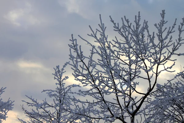 Hiver nature neige paysage arbres ciel — Photo