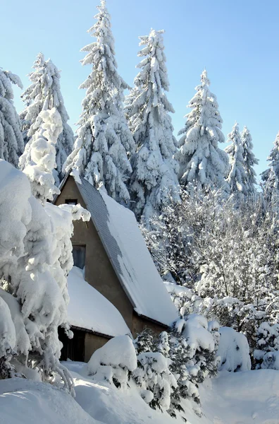 自然雪の風景木冬空 — ストック写真