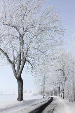 Kış doğa gökyüzü kar manzara ağaçlar