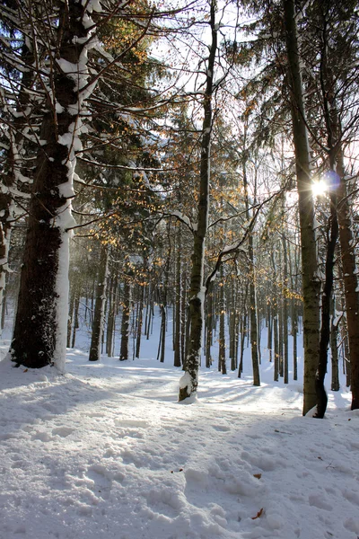 Winter nature snow landscape trees sky — Stock Photo, Image