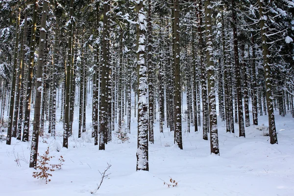 Winter nature snow landscape trees sky — Stock Photo, Image