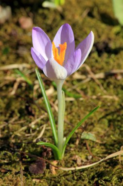 Çiğdem çiçek bahar violet lila erken
