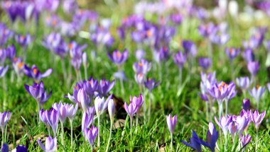 Çiğdem çiçek bahar violet lila erken