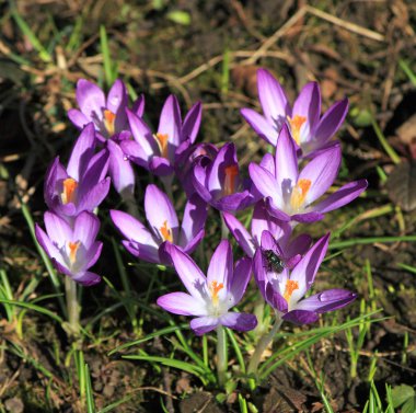 Çiğdem çiçek bahar violet lila erken