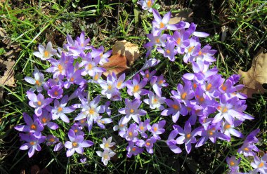Çiğdem çiçek bahar violet lila erken