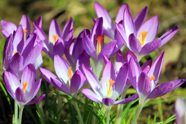 크 로커 스 꽃 봄 바이올렛 라일라 일찍 — 스톡 사진