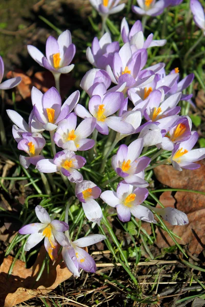 Crocus květina jarní fialové lila brzy — Stock fotografie