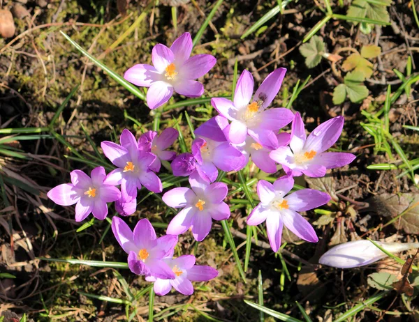 Çiğdem çiçek bahar violet lila erken — Stok fotoğraf