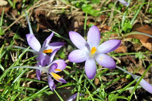 Crocus květina jarní fialové lila brzy — Stock fotografie