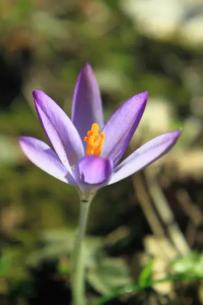 Квітка крупи весна фіолетовий Ранній — стокове фото