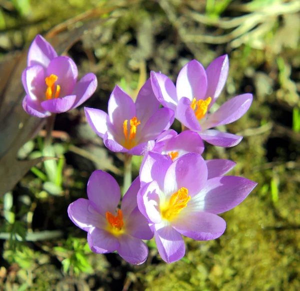 Çiğdem çiçek bahar violet lila erken — Stok fotoğraf