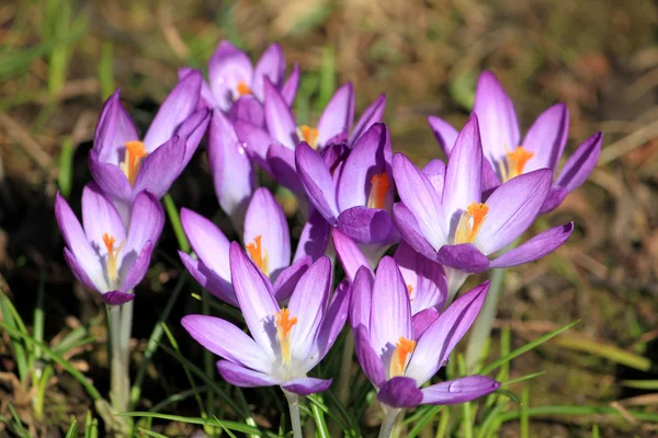 Çiğdem çiçek bahar violet lila erken — Stok fotoğraf