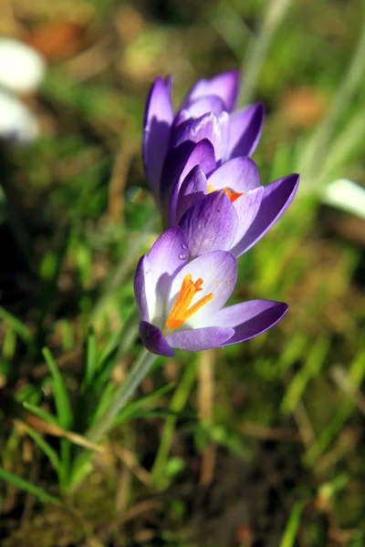 Flor de croco primavera violeta lila cedo — Fotografia de Stock