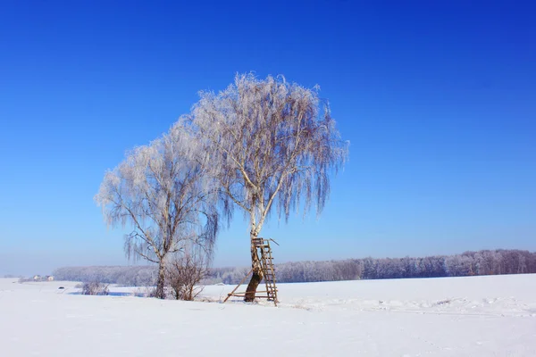 Zima śnieg krajobraz natura drzewo słońce — Zdjęcie stockowe