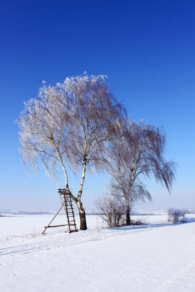 Hiver neige paysage nature — Photo