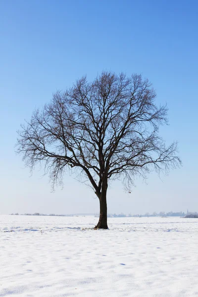 Winter snow landscape nature — Stock Photo, Image