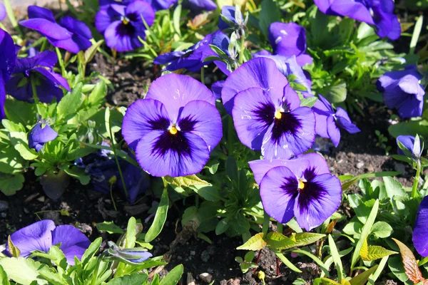 Flower spring blooming blossom nature park — Stock Photo, Image