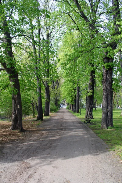 Chemnitz Primavera parque natureza paisagem planta verde fresco — Fotografia de Stock