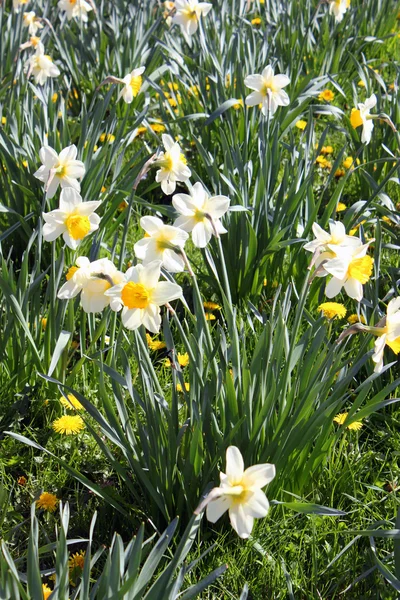 Fleur printemps floraison floraison parc naturel — Photo